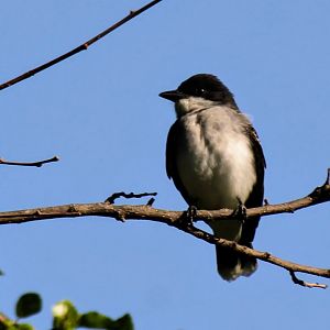 Eastern Kingbird