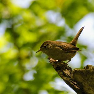 House Wren
