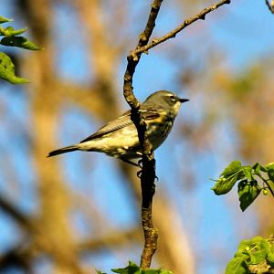 Myrtle Warbler