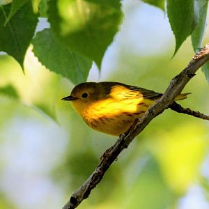 Yellow Warbler