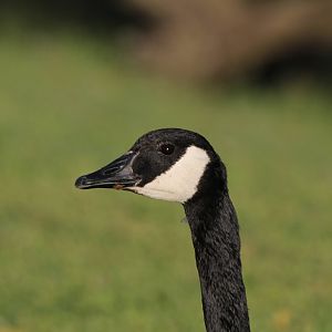 Canada Goose