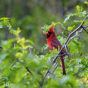 Northern Cardinal
