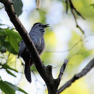 Gray Catbird