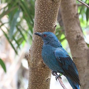 Asian Fairy-bluebird