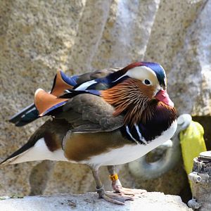Mandarin Duck