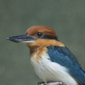 Guam Kingfisher