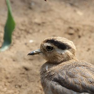 Peruvian Thick-knee