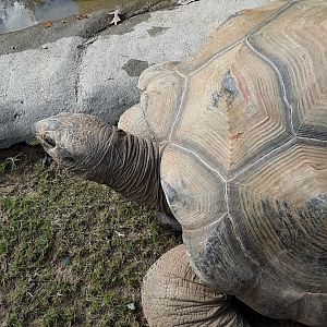Aldabra Tortoise at the Greensboro Science Center