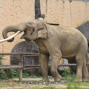 Asian elephant