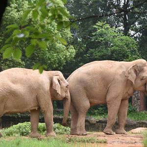 Asian elephant