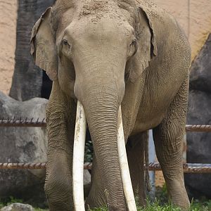 Asian elephant