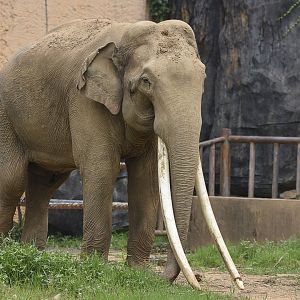 Asian elephant