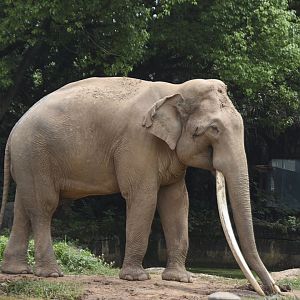 Asian elephant