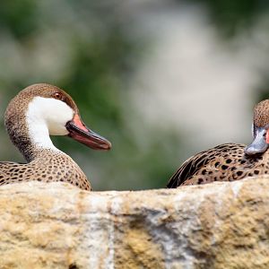 White-cheeked Pintail