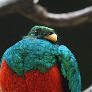 Golden-headed Quetzal