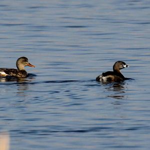 Pied-billed Grebe & Gadwall