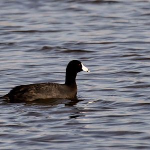 American Coot