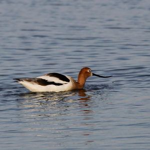 American Avocet