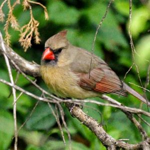Northern Cardinal