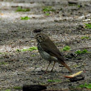 Hermit Thrush