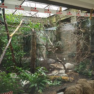 Brazilian tanager aviary, 2020-09-20