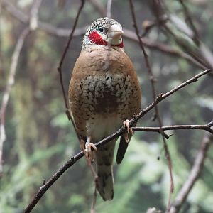 Cut-throat finch (Amadina fasciata), 2020-09-20