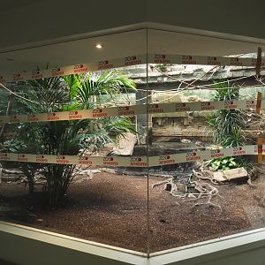 Mixed American indoor aviary, 2020-09-20