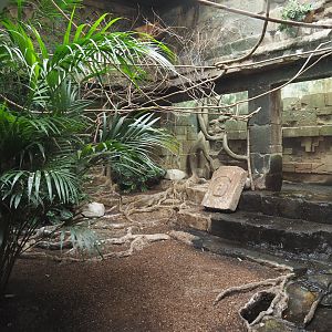 Mixed American indoor aviary, 2020-09-20