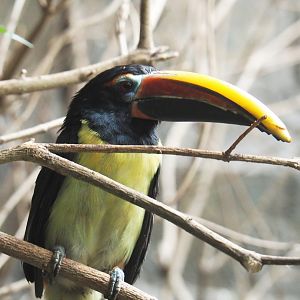 Green aracari (Pteroglossus viridis), 2020-09-20