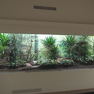 Estrildid finch aviary, 2020-09-20