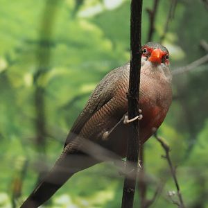 Common waxbill or Saint-Helena waxbill (Estrilda astrild), 2020-09-20