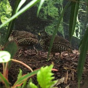 Bad picture of a pair of Barred buttonquail (Turnix suscitator), 2020-09-20