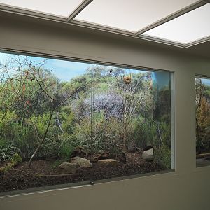 Scaly-breasted munia and Red avadavat aviary, 2020-09-20