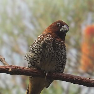 Scaly-breasted munia (Lonchura punctulata), 2020-09-20