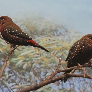 Red avadavats (Amandava amandava), 2020-09-20