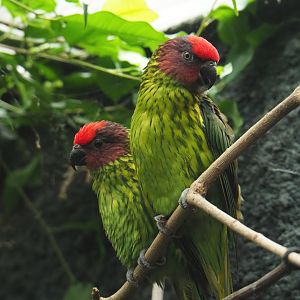 Goldie's lorikeets (Psitteuteles goldiei), 2020-09-20