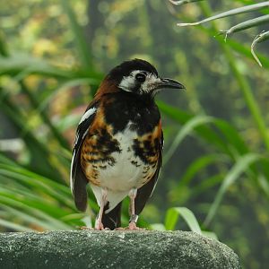 Chestnut-backed ground thrush (Geokichla dohertyi), 2020-09-20