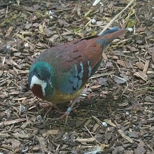 Bartlett’s bleeding heart pigeon (Gallicolumba crinigera), 2020-09-20