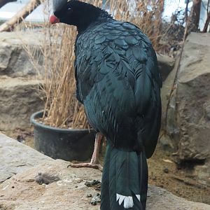 Northern Helmeted curassow (Pauxi pauxi pauxi), 2020-09-20