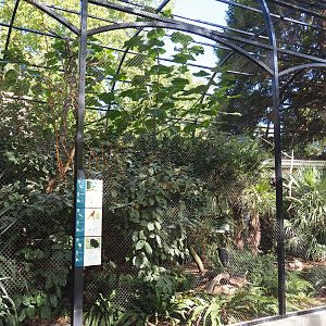 Mixed American outdoor aviary, 2020-09-20