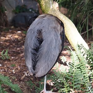Grey-winged trumpeter (Psophia crepitans), 2020-09-20