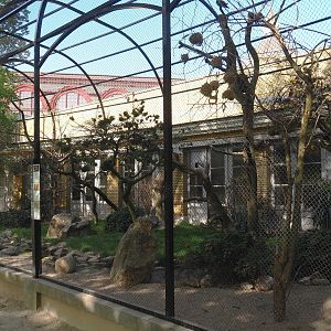 Mixed African outdoor aviary, 2020-09-20