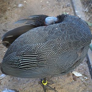 Preening Crested guineafowl (Guttera pucherani), 2020-09-20