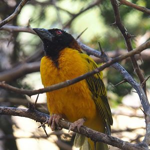 Village weaver (Ploceus cucullatus), 2020-09-20