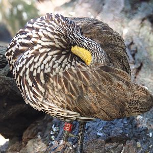 Yellow-necked francolin (Pternistis leucoscepus), 2020-09-20
