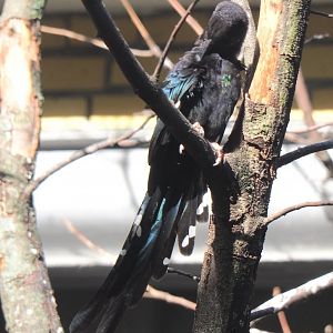 Green woodhoopoe (Phoeniculus purpureus), 2020-09-20