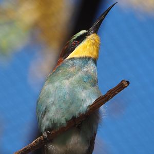 European bee-eater (Merops apiaster), 2020-09-20