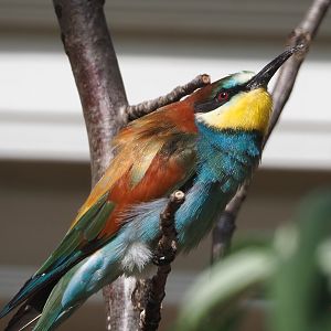 European bee-eater (Merops apiaster), 2020-09-20