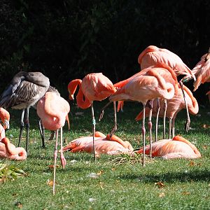 American flamingo flock with juvenile (Phoenicopterus ruber), 2020-09-20