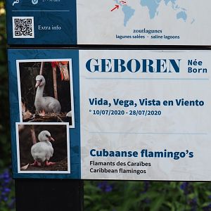 Birth sign American flamingos, 2020-09-20